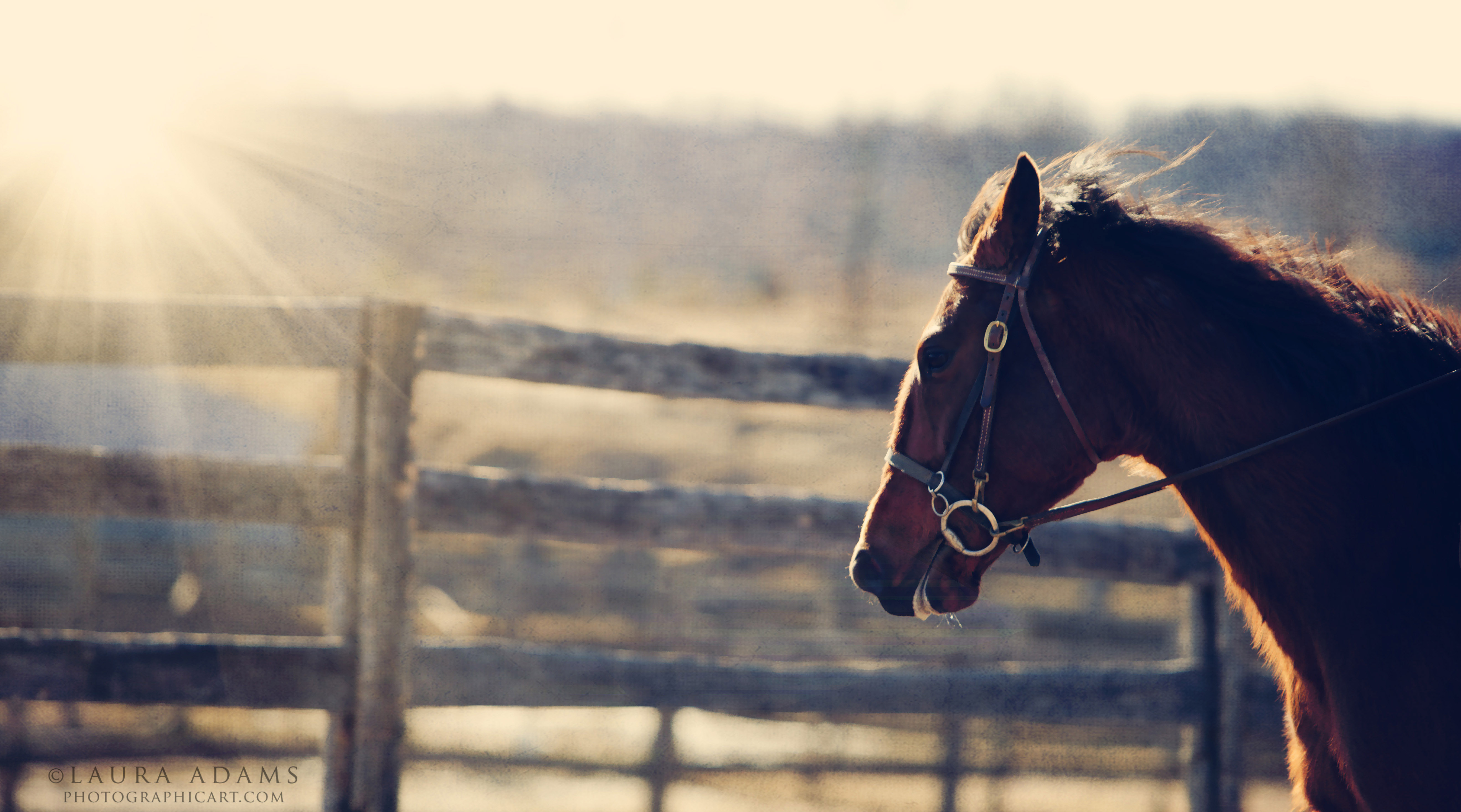 A Standardbred named Miss Moon who is available for adoption through New Vocaitons.  Photographed by Michigan professional photographer Laura Adams of Laura Adams Photographic Art.